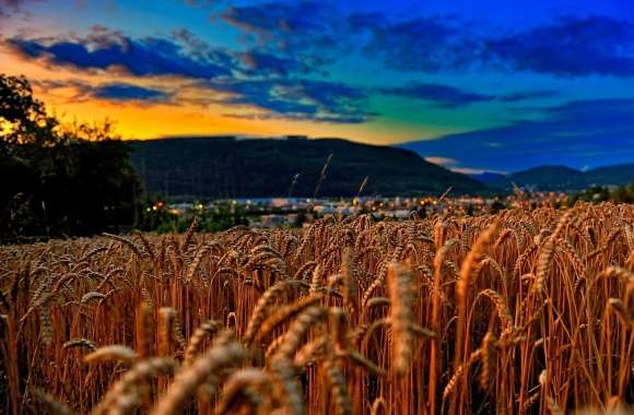 Wheat Field At Twilight