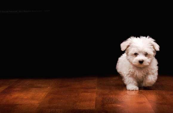 White dog wallpapers hd quality