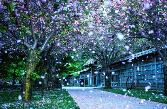 avenue with flowering trees and petals
