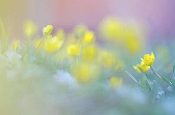Blurred Flowers Image