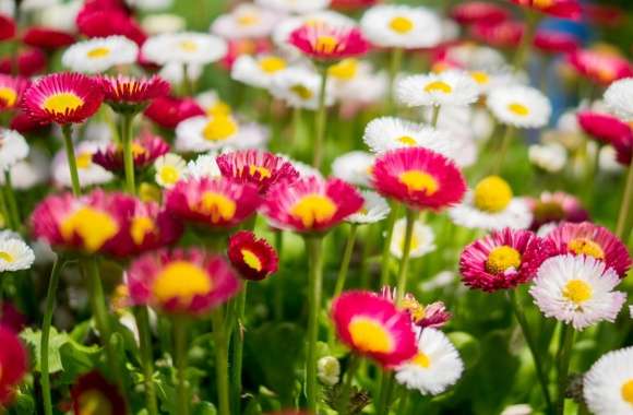Colorful Daisies Flowers