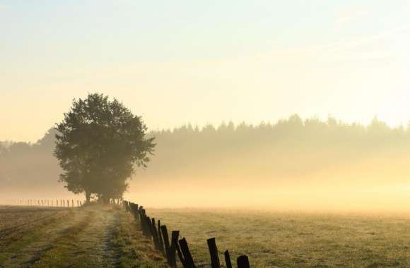 Foggy Field, Morning