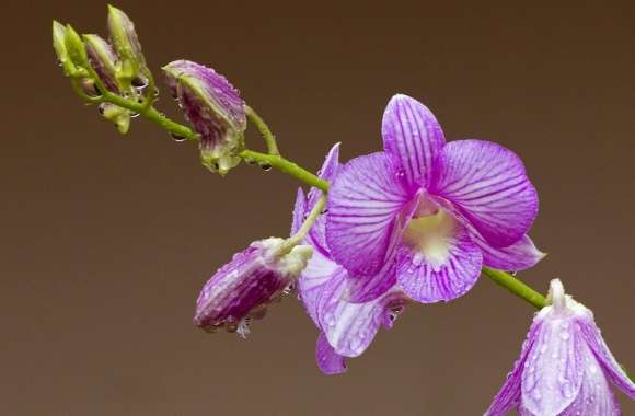Orchid Drops On Petals