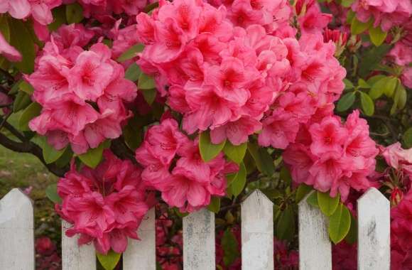 Rhododendron And Fence Reedsport Oregon
