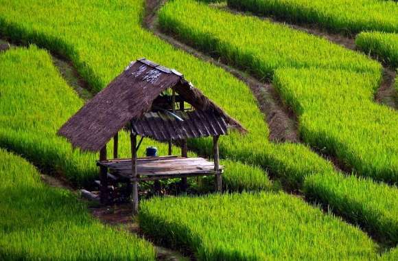 Rice Field Landscape