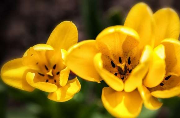 Spring Yellow Tulips Flowers