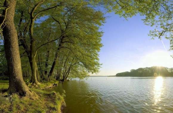 Trees Shore Lake - Sunlight wallpapers hd quality