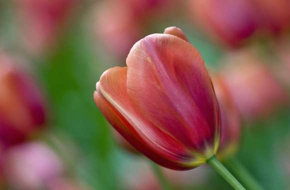 Tulip Bokeh