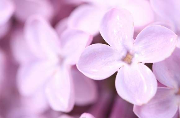 Violet Lilac Flowers