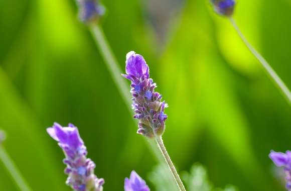 Violet Plant Macro