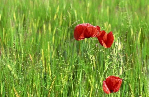 Wild Poppy Flowers In Wheat Field