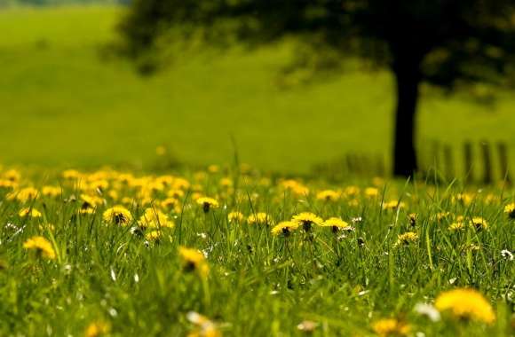 Yellow Dandelions Field