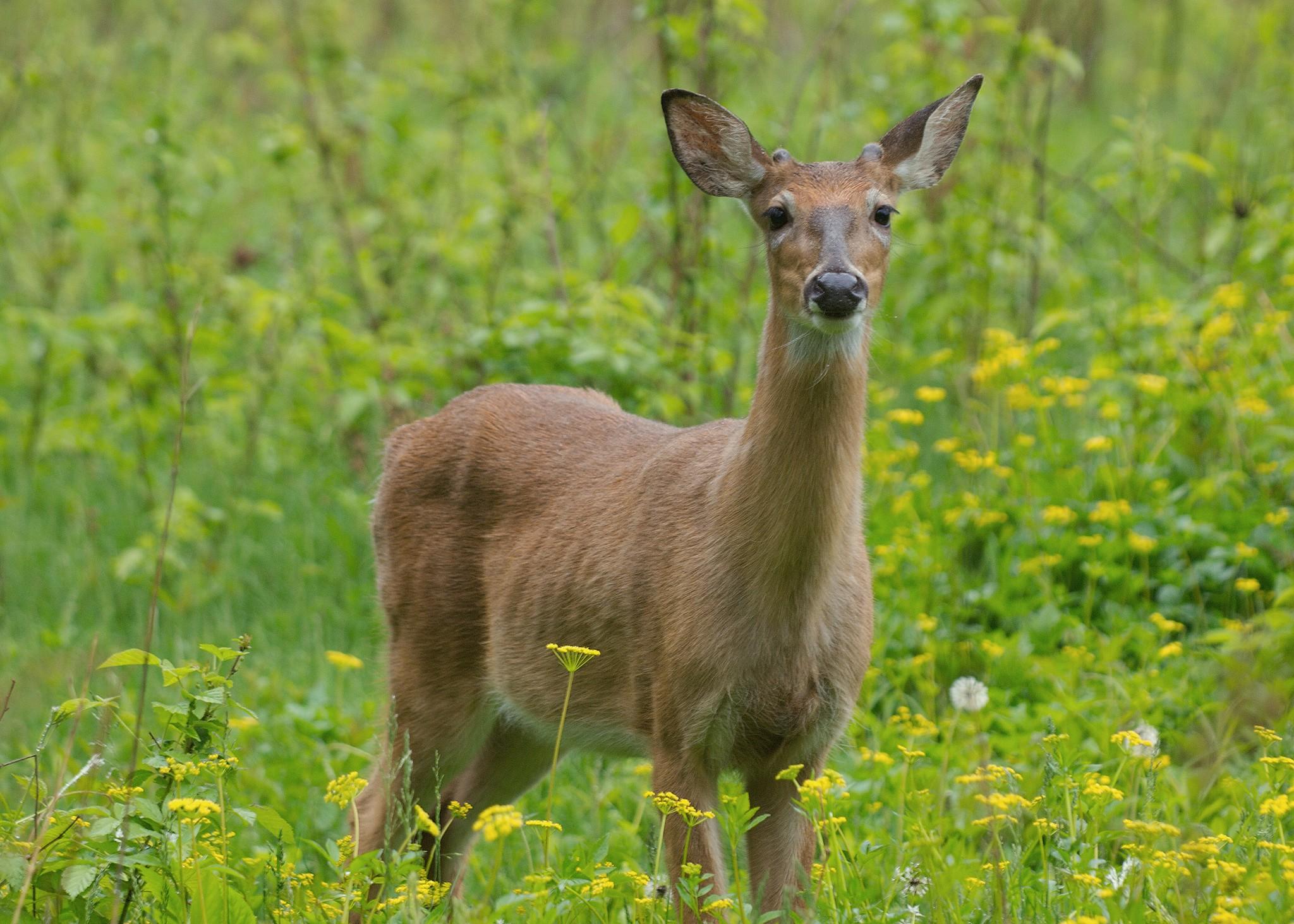 Рыжий олень в пятнах. Cuyahoga Valley National Park. Олененок без пятен. Олениха. Оленёнок без пятнышек.