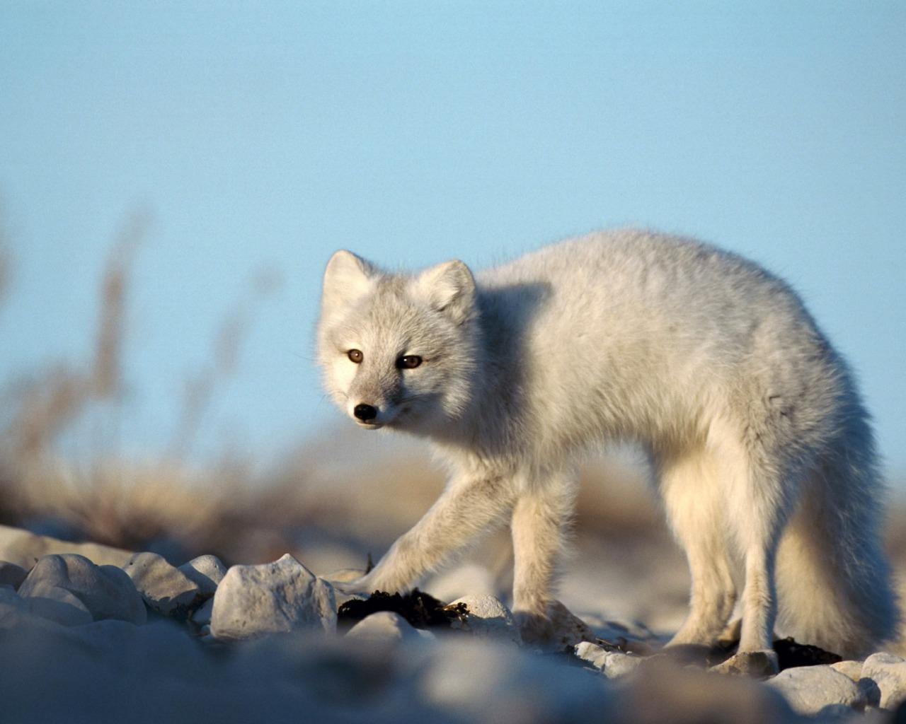 Arctic Fox at 750 x 1334 iPhone 6 size wallpapers HD quality