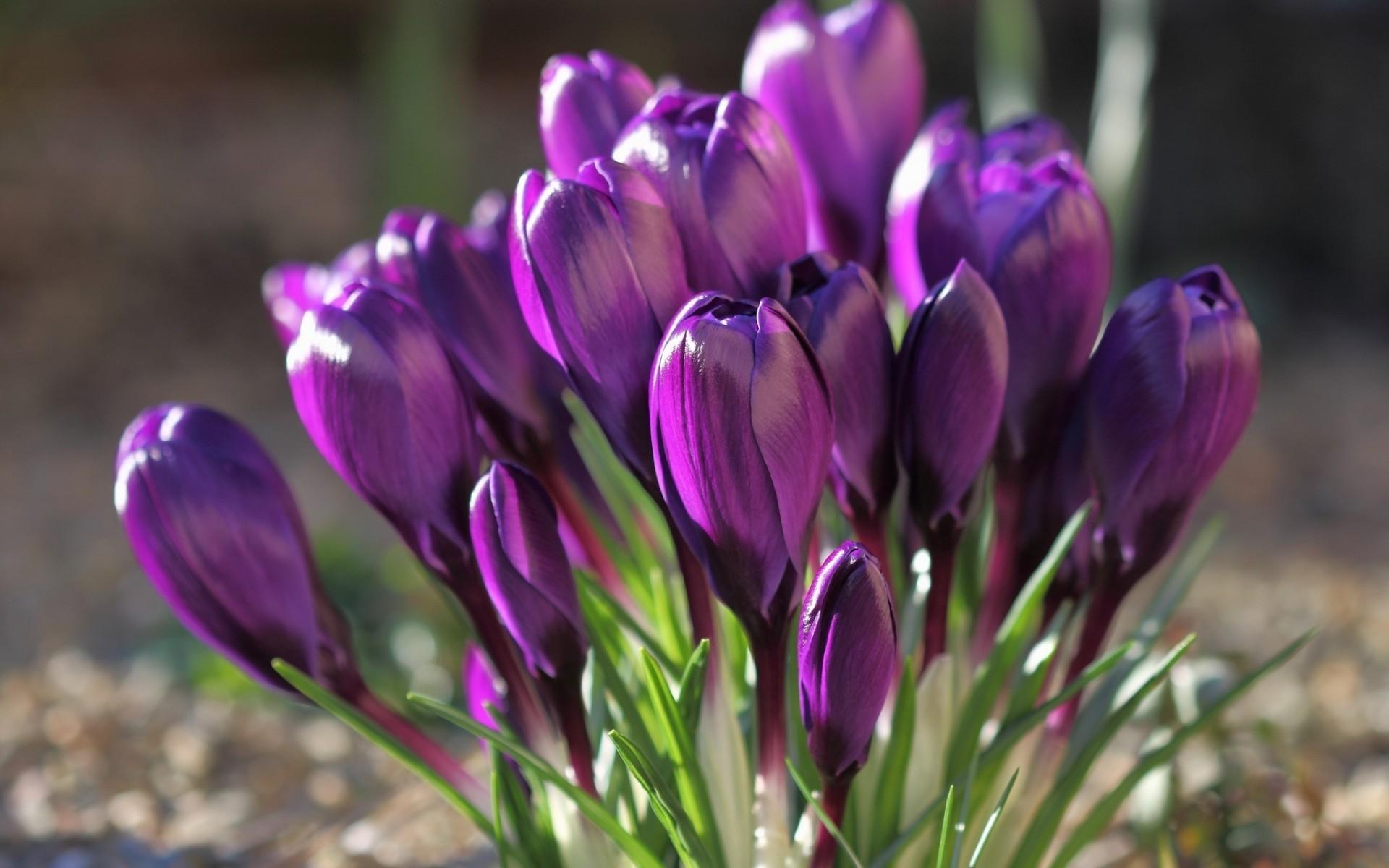 Crocus at 1152 x 864 size wallpapers HD quality