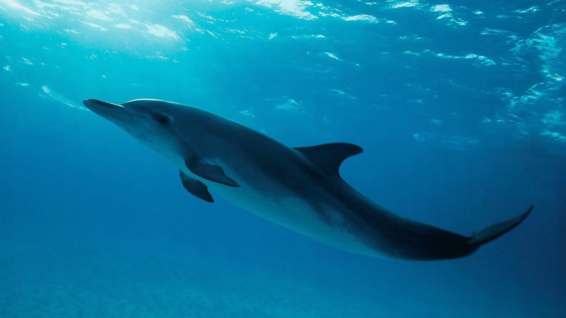 Dolphin at 640 x 960 iPhone 4 size wallpapers HD quality