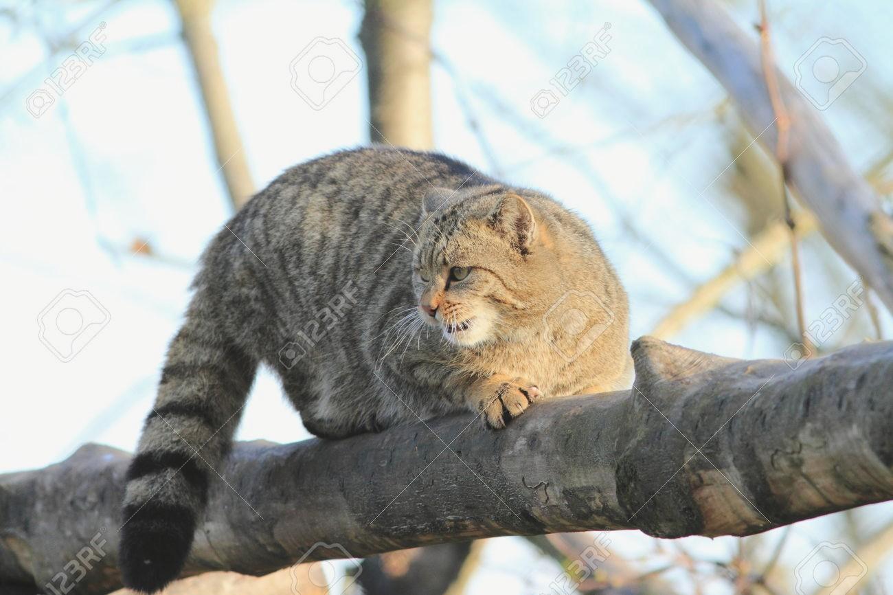 European Wildcat at 750 x 1334 iPhone 6 size wallpapers HD quality