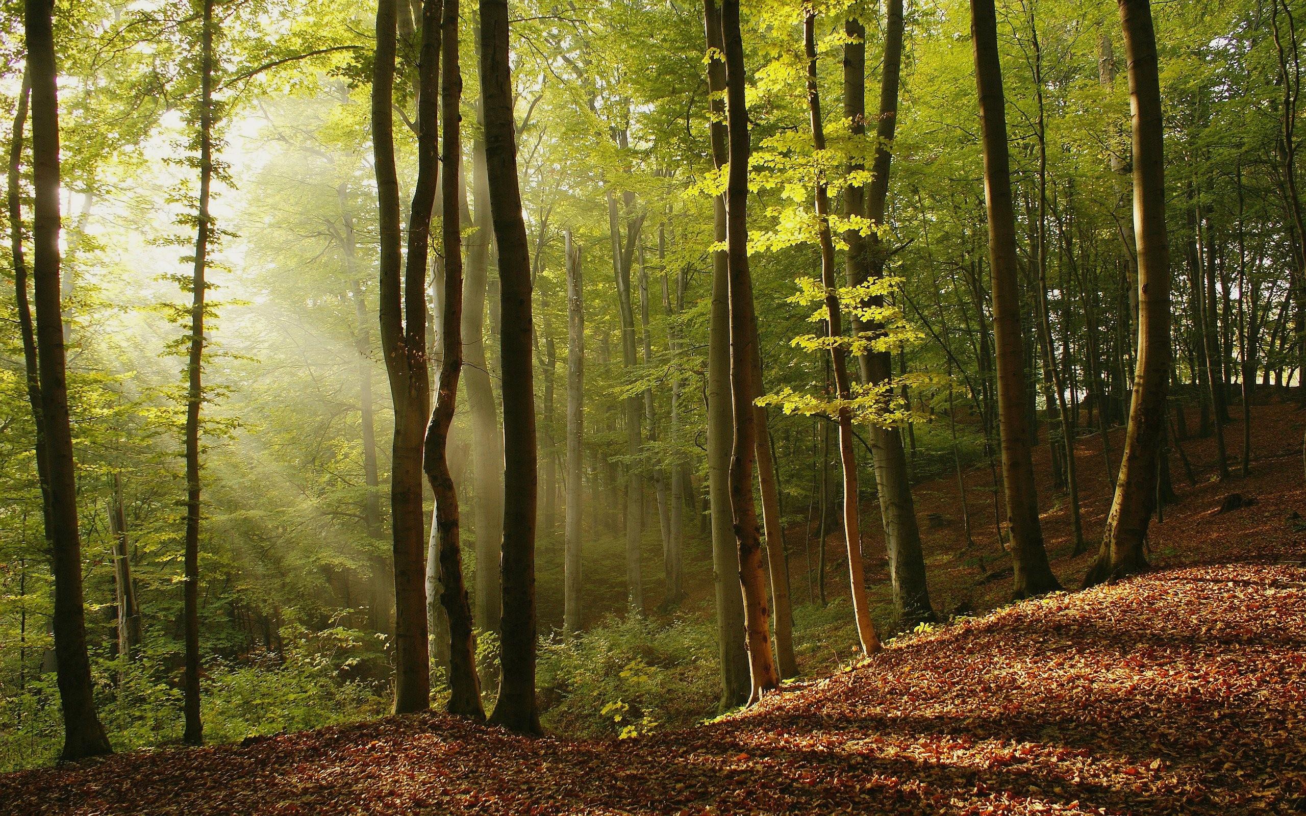 Forest at 1152 x 864 size wallpapers HD quality