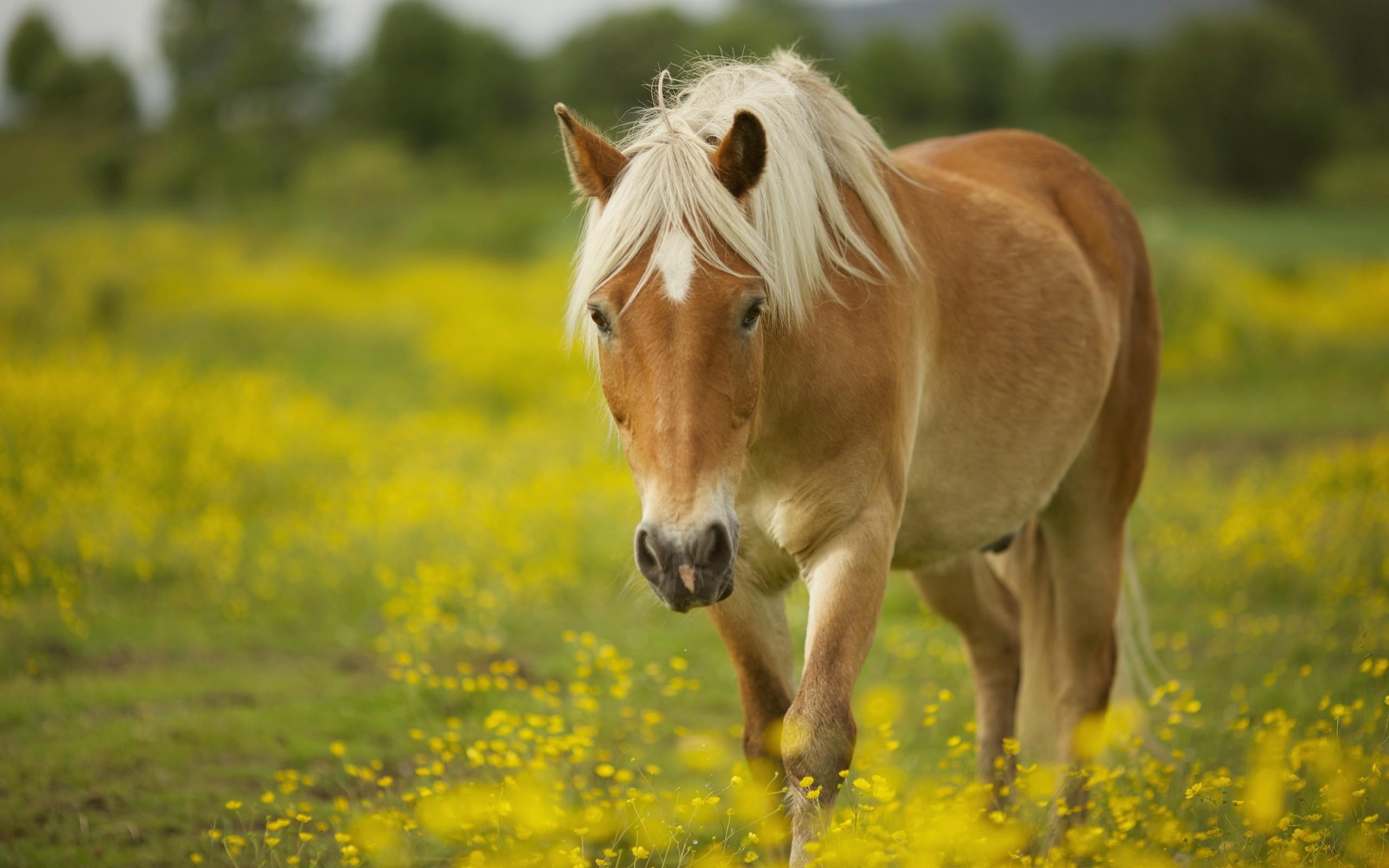 Horse at 1024 x 1024 iPad size wallpapers HD quality