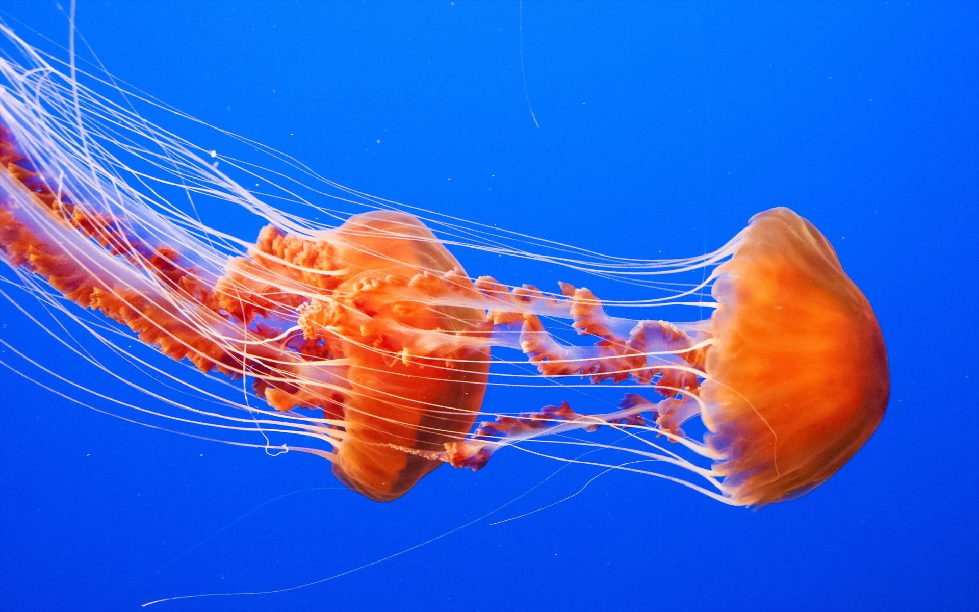 Jellyfish wallpapers HD quality