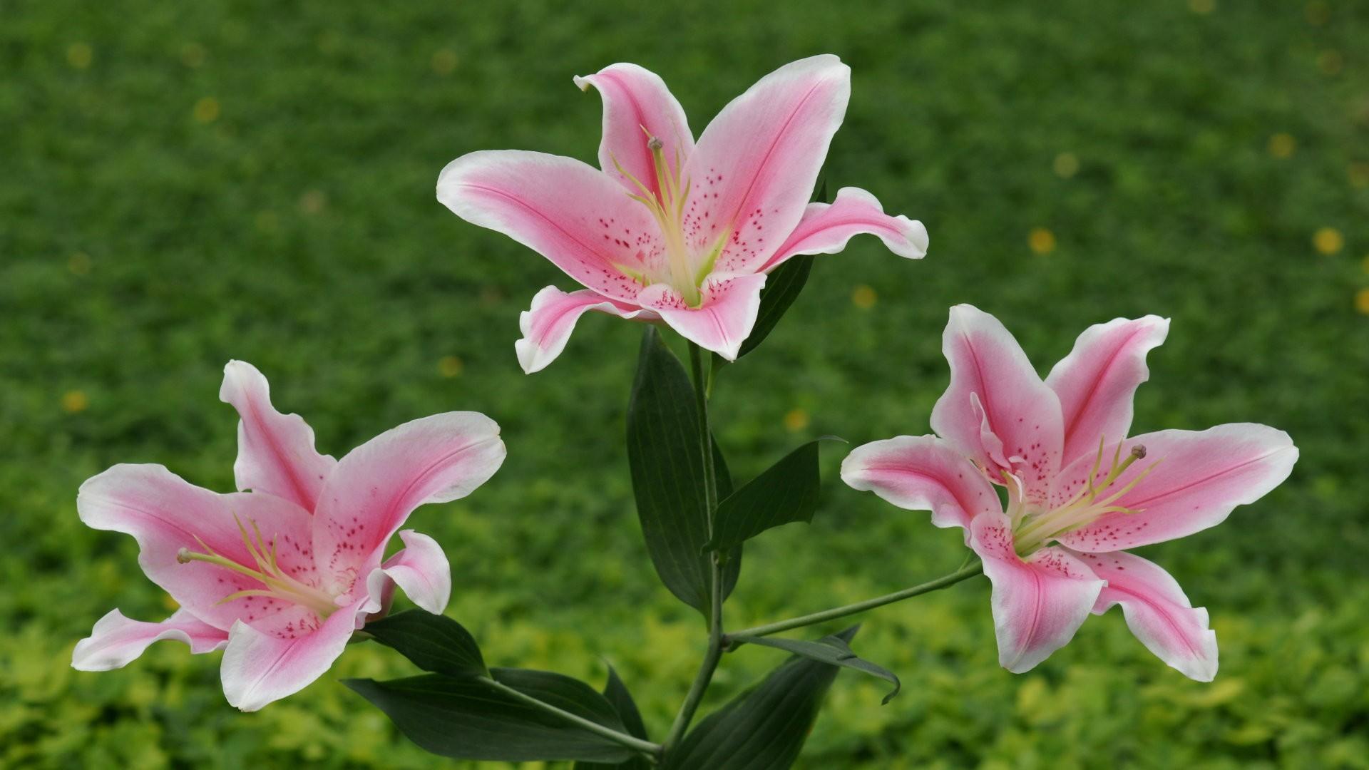 Lily at 640 x 1136 iPhone 5 size wallpapers HD quality