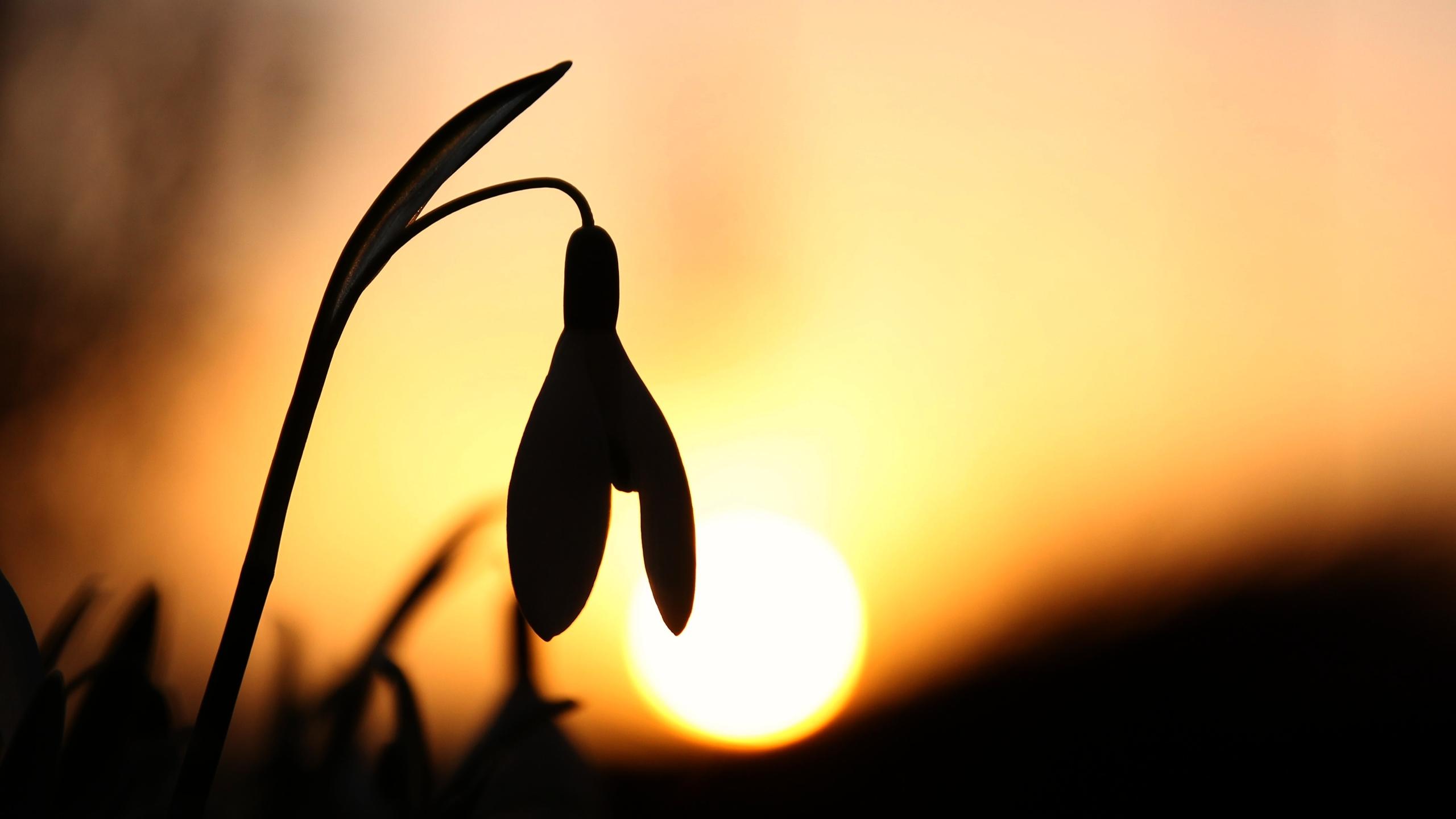 Snowdrop at 640 x 1136 iPhone 5 size wallpapers HD quality