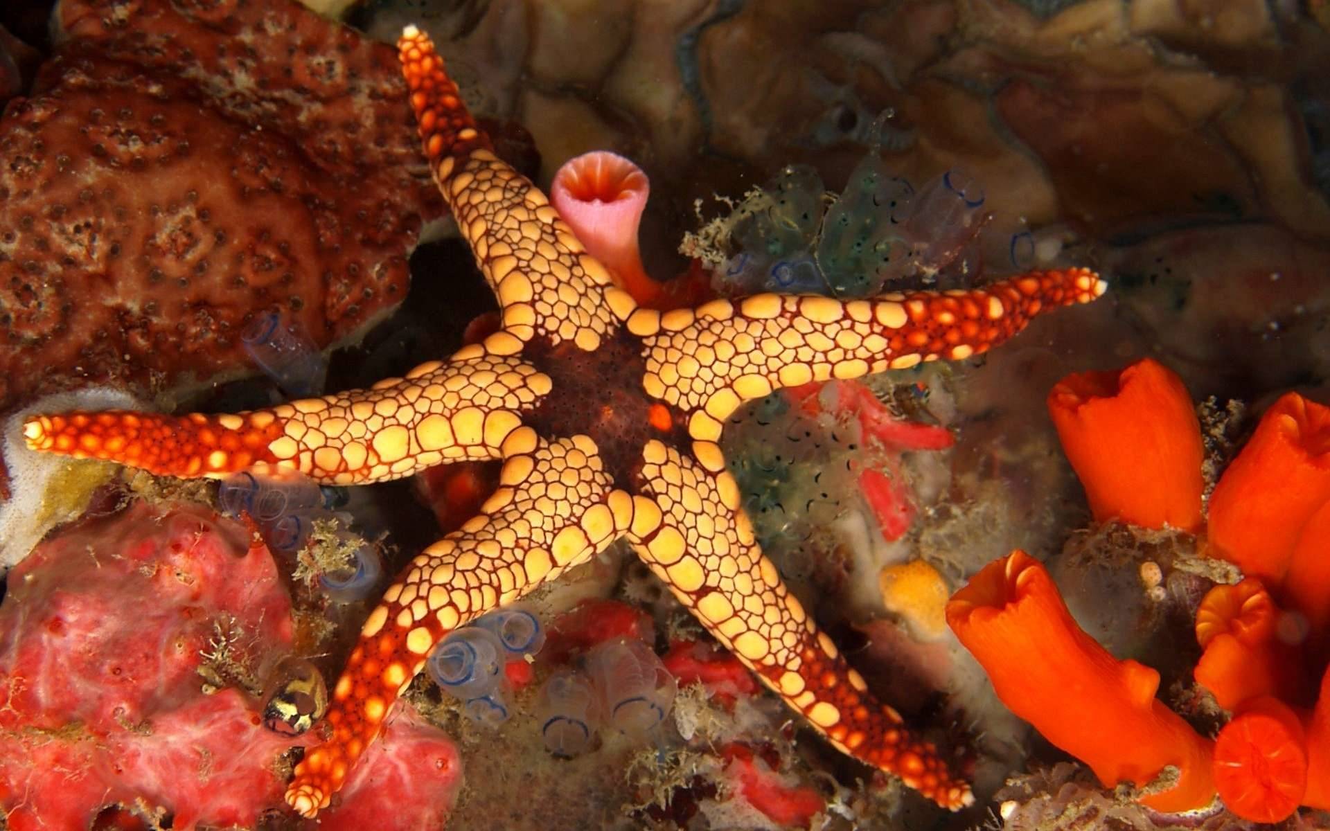 Starfish at 1600 x 1200 size wallpapers HD quality