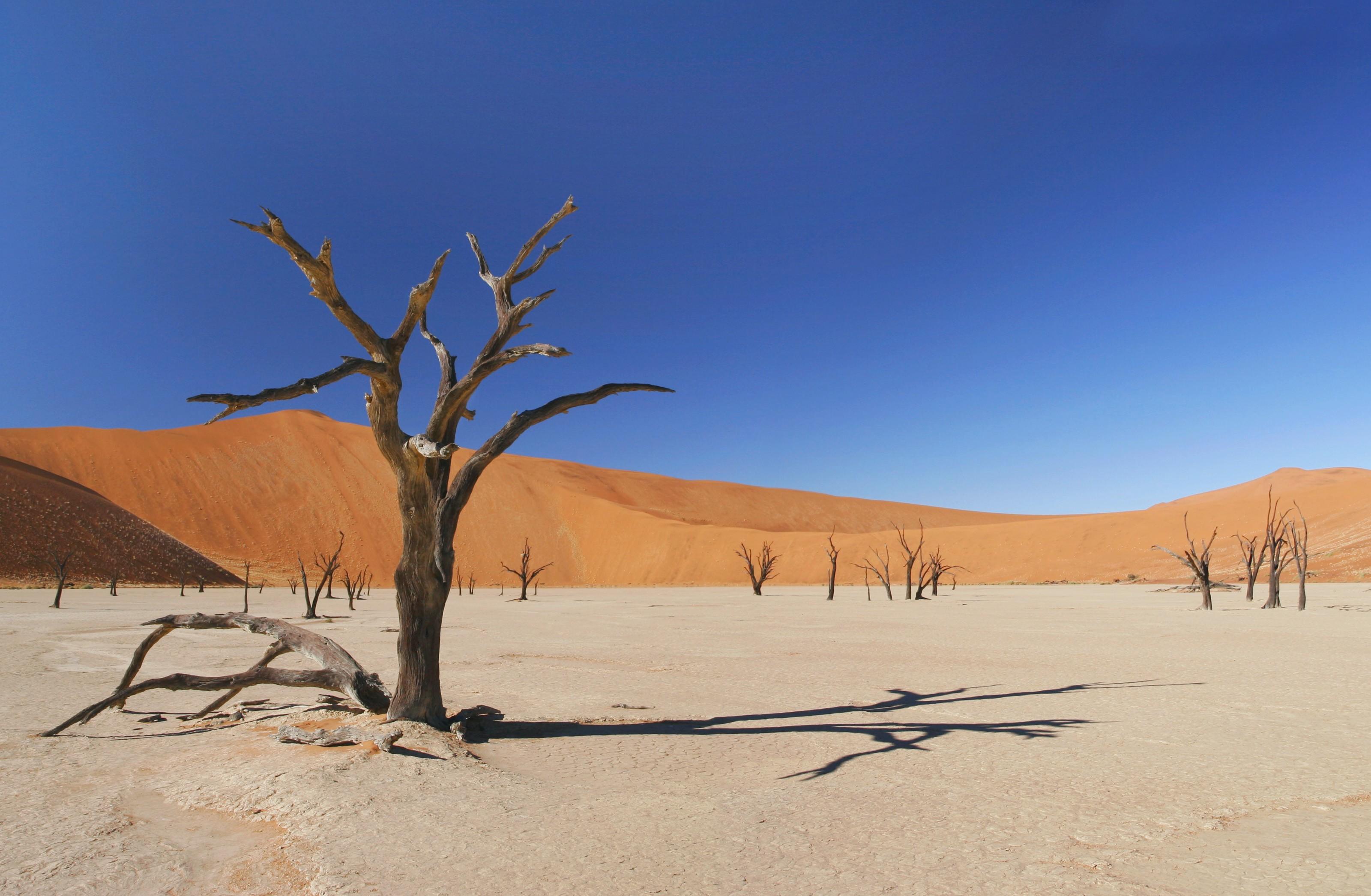 Деревья оазиса. Намибия пустыня Калахари. Оазис в пустыне Намиб. Эль Азизия пустыня. Жаркая пустыня.
