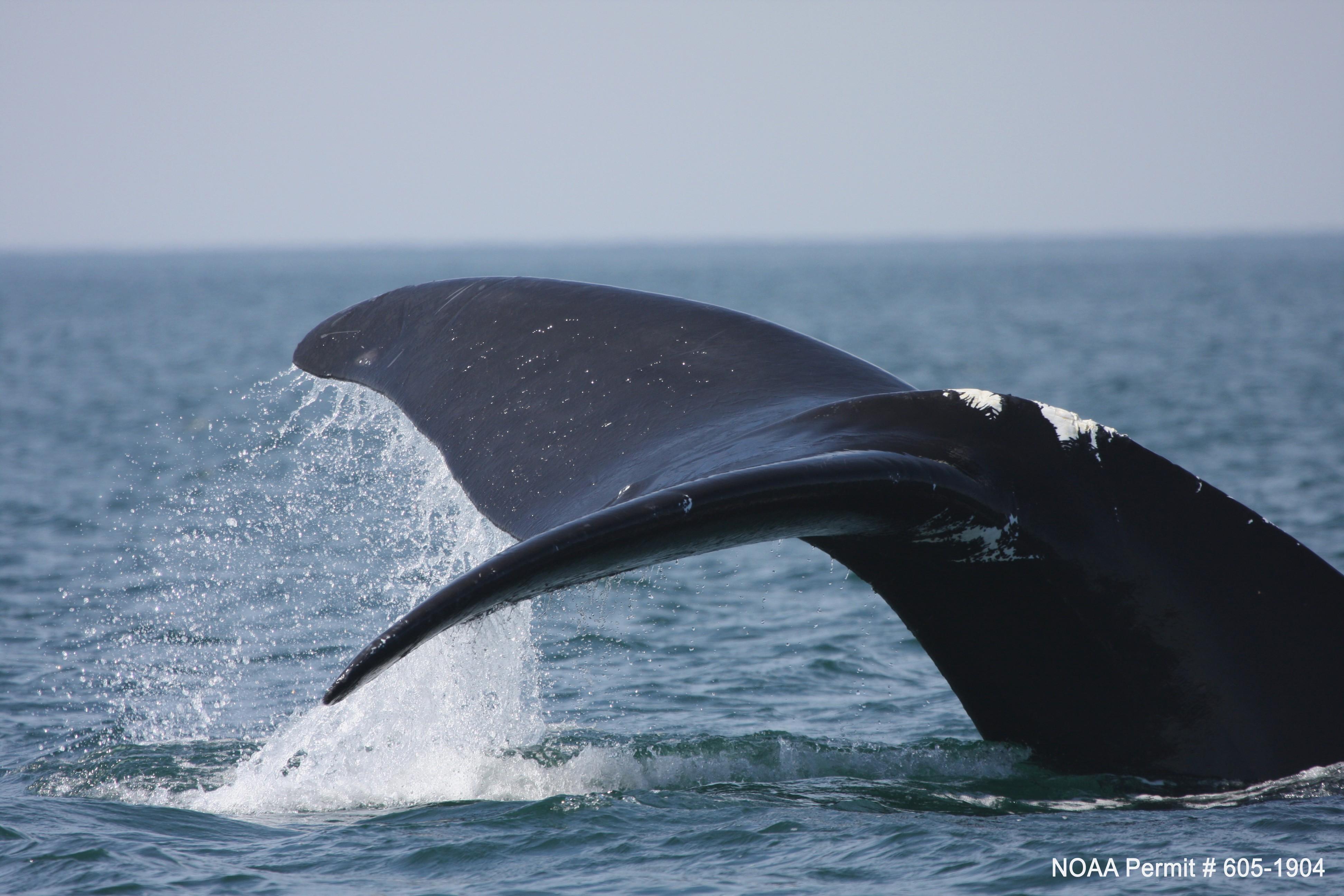 Ласты китообразных. Кит Горбач хвост. Североатлантический гладкий кит. Хвост горбатого кита. Северный гладкий кит.