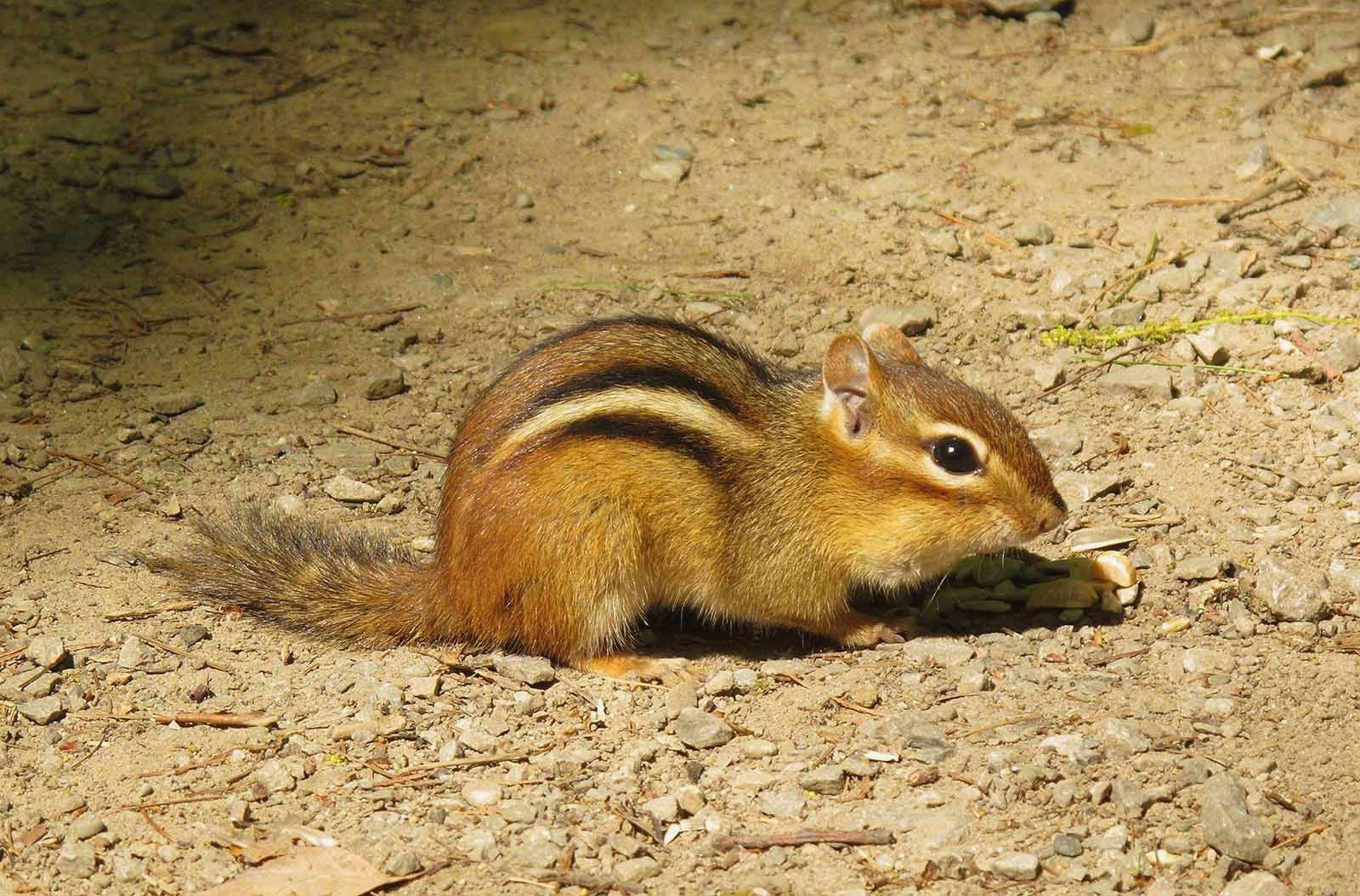 Chipmunk Wallpaper HD Download