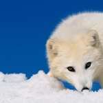 Arctic Fox free
