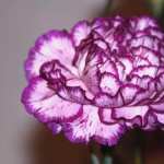 Carnation free wallpapers