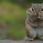 Chipmunk wallpapers for iphone