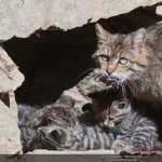 European Wildcat wallpapers for android