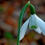 Snowdrop wallpapers for android