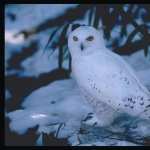 Snowy Owl widescreen