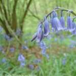 Bluebell free download