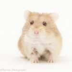 Hamster photo