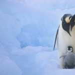 Penguin wallpapers hd