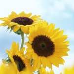 Sunflower desktop