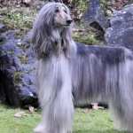 Afghan Hound high definition wallpapers