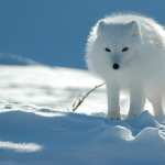 Arctic Fox new photos