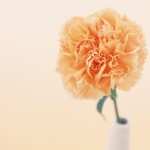Carnation high quality wallpapers