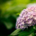 Hydrangea high definition wallpapers