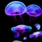 Jellyfish wallpapers for iphone