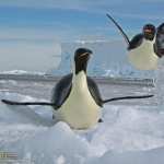 Penguin high definition wallpapers
