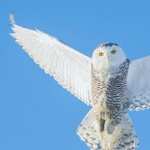 Snowy Owl high definition photo