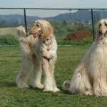 Afghan Hound hd wallpaper