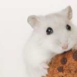 Hamster hd