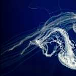 Jellyfish hd pics